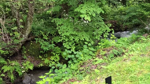 Rushing water flows through lush green forest undergrowth Video stock 340435219