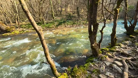 Rushing water flows through mossy, wooded banks. Mount Ozren Vidéo 330942467