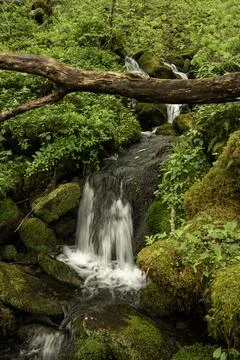 Rushing Water Flows Through The Thick Forest In Great Smoky Mountains Foto stock