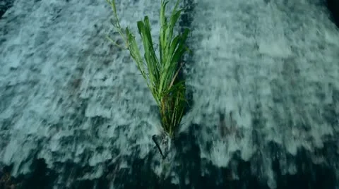 Rushing Water Grass Stock Footage 10836394