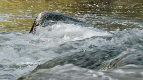 Rushing Water Through Rocky Stream Flowing River Nature Scene. Stock Footage 331945012