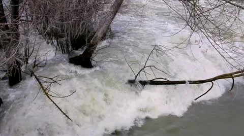 Rushing water in tree Video stock 10831178