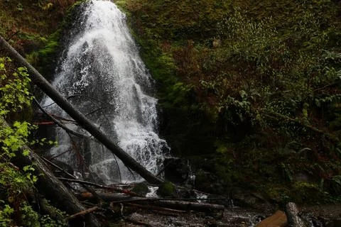 A rushing waterfall with fallen logs surrounded by moss and ferns Stock Photos
