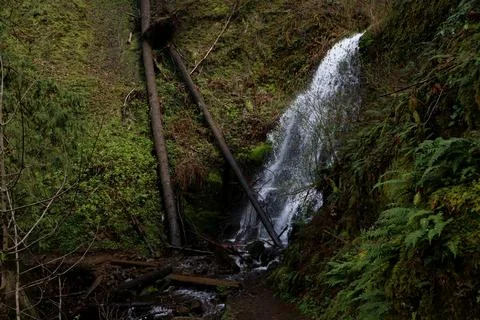 A rushing waterfall with fallen logs surrounded by moss and ferns Stock Photos