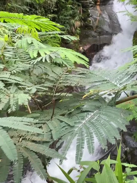 Rushing Waterfall Flowing Through Green Jungle Foliage Video stock 342265540