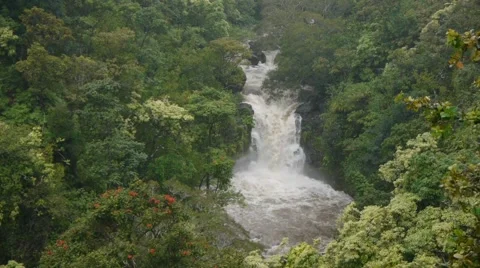 Rushing Waterfall in Rain Forrest Stock Footage 46559873