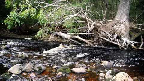 Rushing waters of a mountain stream Video stock 161020906