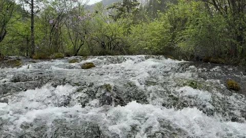 Rushing White Water Cascading Through Green Forest Jiuzhaigou Sichuan China Stock Footage 338373153