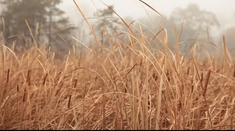 Rushy Vídeos de archivo 887291