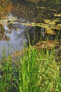 Rushy riverbank Stock Photos