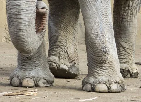 Rüssel und Beine eines Elefanten Rüssel und Beine eines Elefanten Copyrigh. Stock Photos