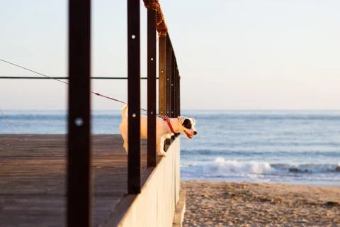 Russell jack on leash at beach looking away, Lisbon, Portugal, Europe Stock Photos