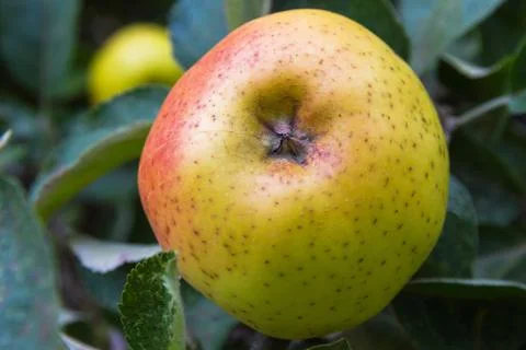 Russet on the Tree Stock Photos
