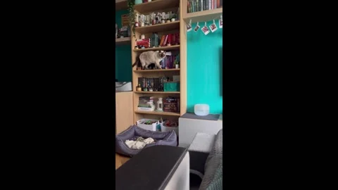 Russia: Cat knocks items off shelf while ignoring owner in St Petersburg Stock Footage 289243198