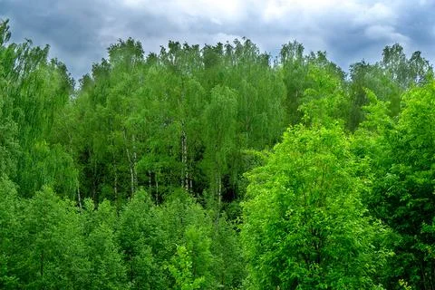 Russia forest general plan on the background of a gloomy sky 스톡 사진