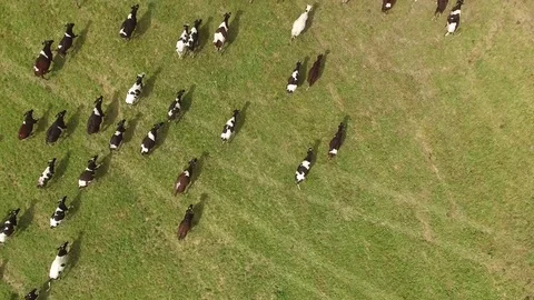 Russia. Large herd of cows run in the green field pasture. Top Aerial drone 4k Stock Footage 80531534
