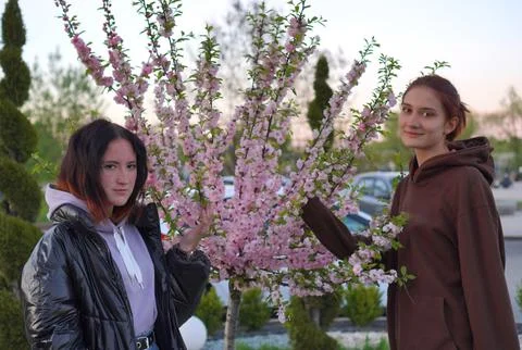 Russia, May 13, 2023: Two young friends stand beside a pink blooming tree i.. Foto stock