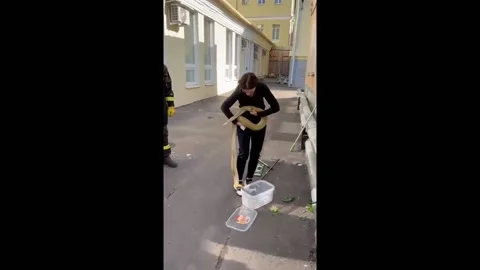 Russia: Python escapes terrarium, found sleeping on neighbor's toilet in Mos... Stock Footage 277094060