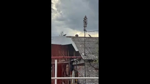 Russia: Two crows repeatedly peck cat on rooftop in Bashkortostan, Russia... 스톡 동영상 334849968