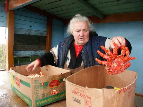 Russia woman female selling sea crabs sakhalin Stock Photos