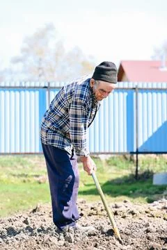 Russian 77 years old elderly man digs soil with shovel preparing vegetable .. Stock Photos