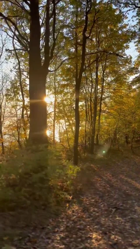 Russian autumn forest Stock Footage 164914097