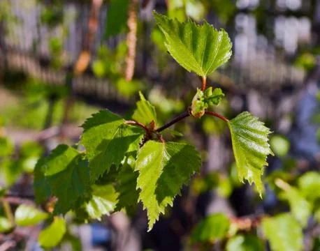 Russian birch twig Stock Photos