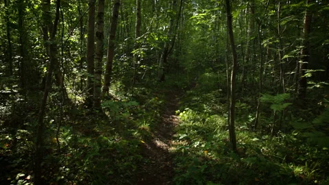 Russian birches Stock Footage 106460317