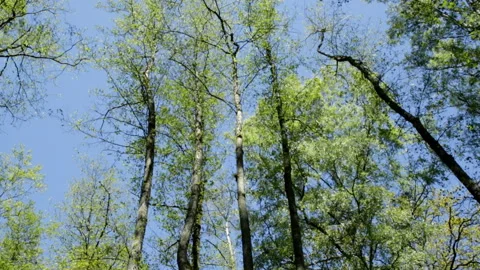 Russian birches in the forest Video stock 145364201
