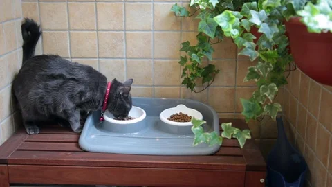Russian blue cat eating food out of a Stock Video Pond5