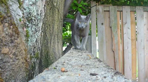 Russian Blue Cat Stock Footage 10882337