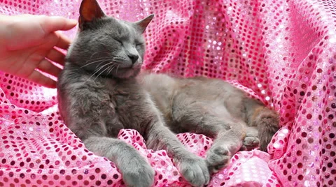 Russian Blue cat Stock Footage 38007806