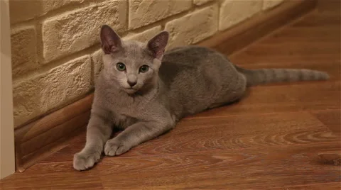 Russian blue cat Stock Footage 46669026