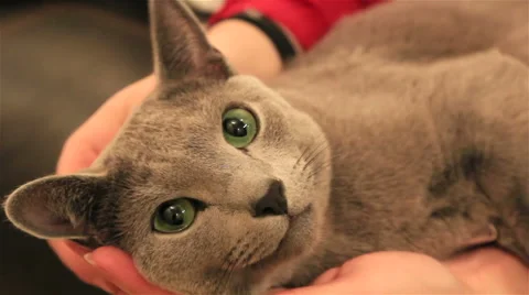 Russian blue cat. Stock Footage 59943220