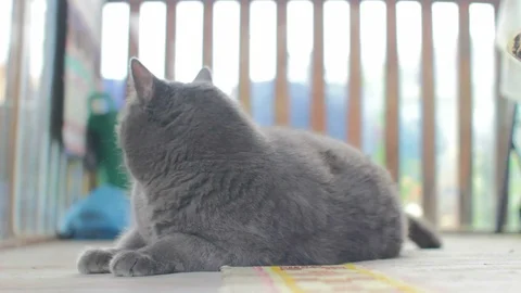 Russian Blue Cat Stock Footage 91266394