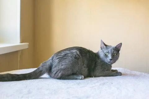 The Russian blue cat. looking at the camera 스톡 사진