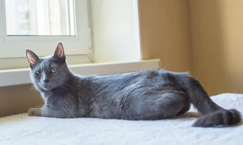 The Russian blue cat. looking at the camera Stock Photos