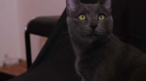 Russian Blue Cat Looking At Something, Beautiful Pet, Hand Held Camera Stock Footage 46208739