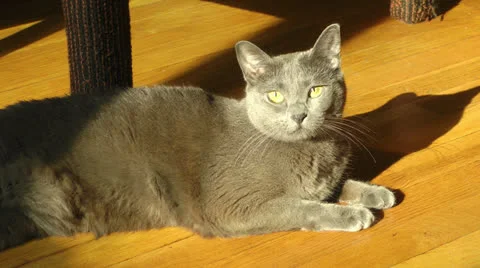 Russian Blue cat lying in sunbeam Stock Footage 25630311