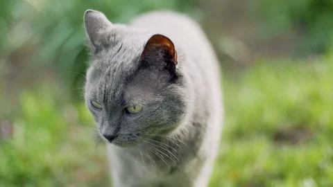 Russian Blue cat in nature Vidéo 75247877