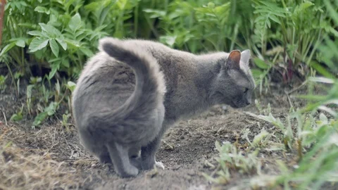 Russian Blue cat in nature Vidéo 75248323