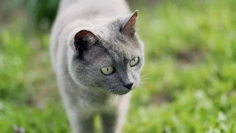 Russian Blue cat in nature Vidéo 75251802