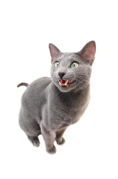 Russian blue cat Stock Photos