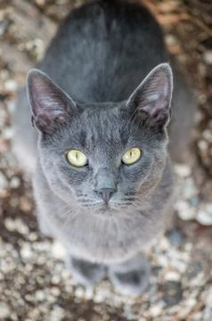 Russian blue cat Stock Photos
