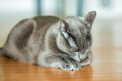 Russian blue cat Stock Photos