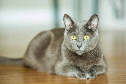 Russian blue cat Stock Photos
