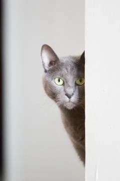 Russian blue cat Stock Photos