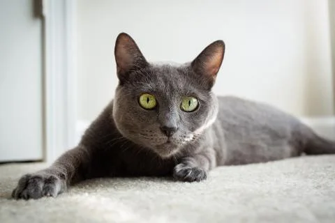 Russian blue cat Stock Photos