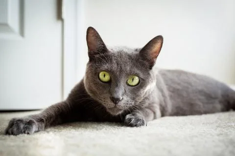 Russian blue cat Stock Photos