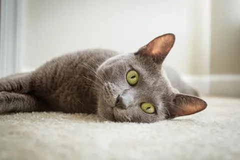 Russian blue cat Stock Photos